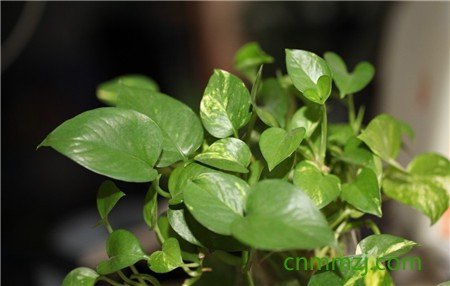 绿绒蒿怎么养 – 植物百科