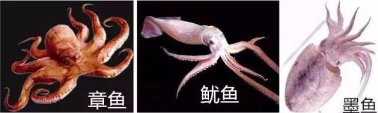 鱿鱼、目鱼什么区别?