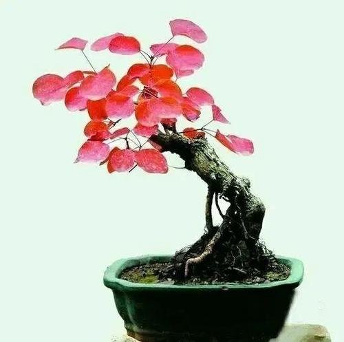 红叶小檗可以做盆景么