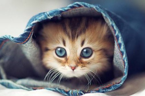 猫咪名字大全可爱？