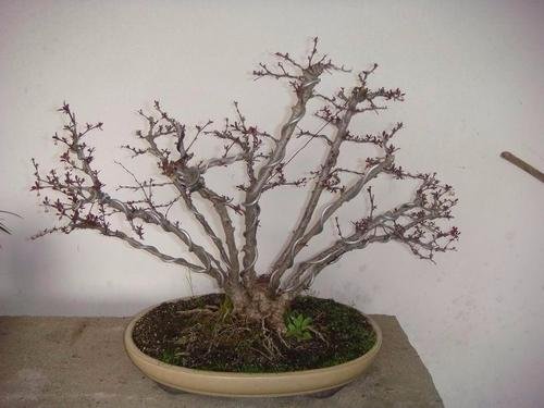 红叶小檗可以做盆景么