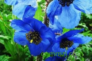 绿绒蒿怎么养 – 植物百科