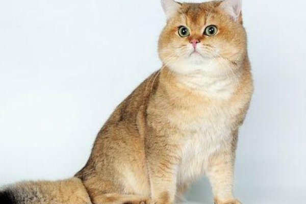 渐层猫是什么品种?