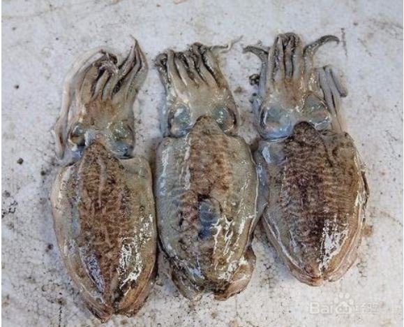 鱿鱼、目鱼什么区别?