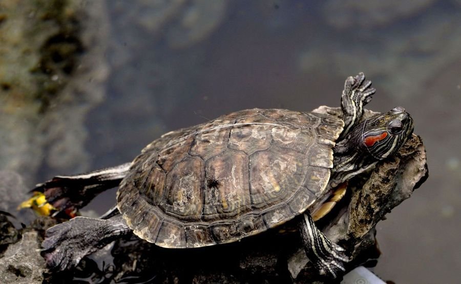 乌龟壳对乌龟的作用