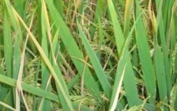 稻飞虱用什么药