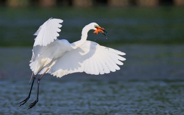 郭沫若的散文《白鹭》中的白鹭是哪种白鹭？