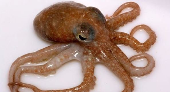 鱿鱼、目鱼什么区别?