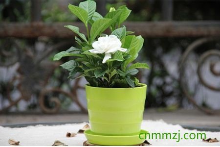 绿绒蒿怎么养 – 植物百科