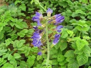 丹参长什么样，多一些图片特写