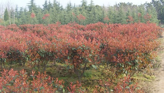 红叶石楠简介？