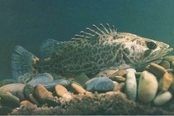 鲫花鱼是什么鱼