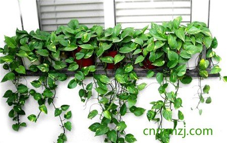 绿绒蒿怎么养 – 植物百科