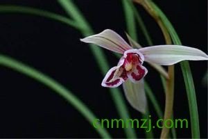 绿绒蒿怎么养 – 植物百科