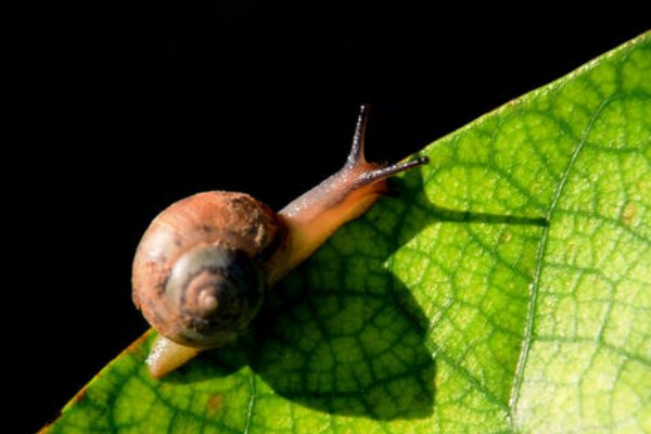 蜗牛吃什么?