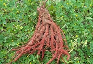 丹参长什么样，多一些图片特写