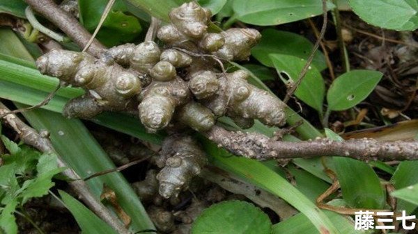 藤三七与田七有何区别