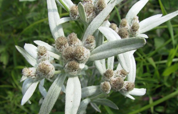 雪绒花简谱怎么弹