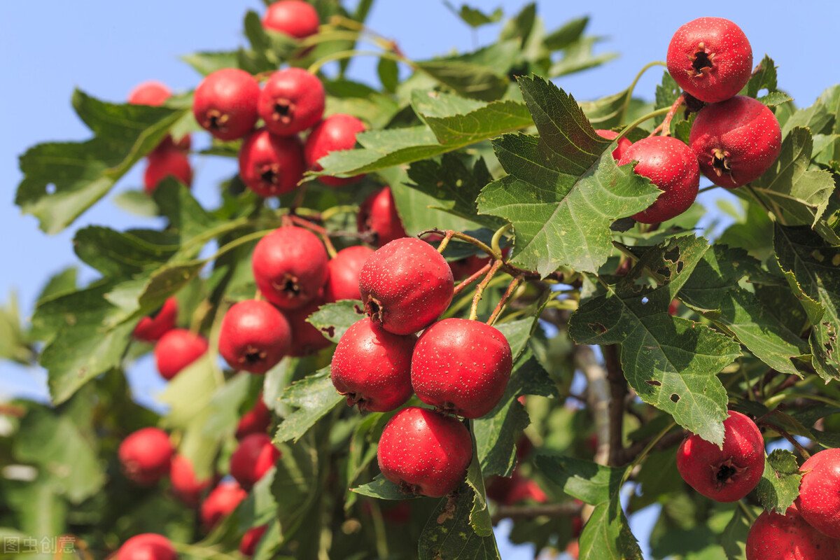 山楂泡水喝有什么功效与副作用？