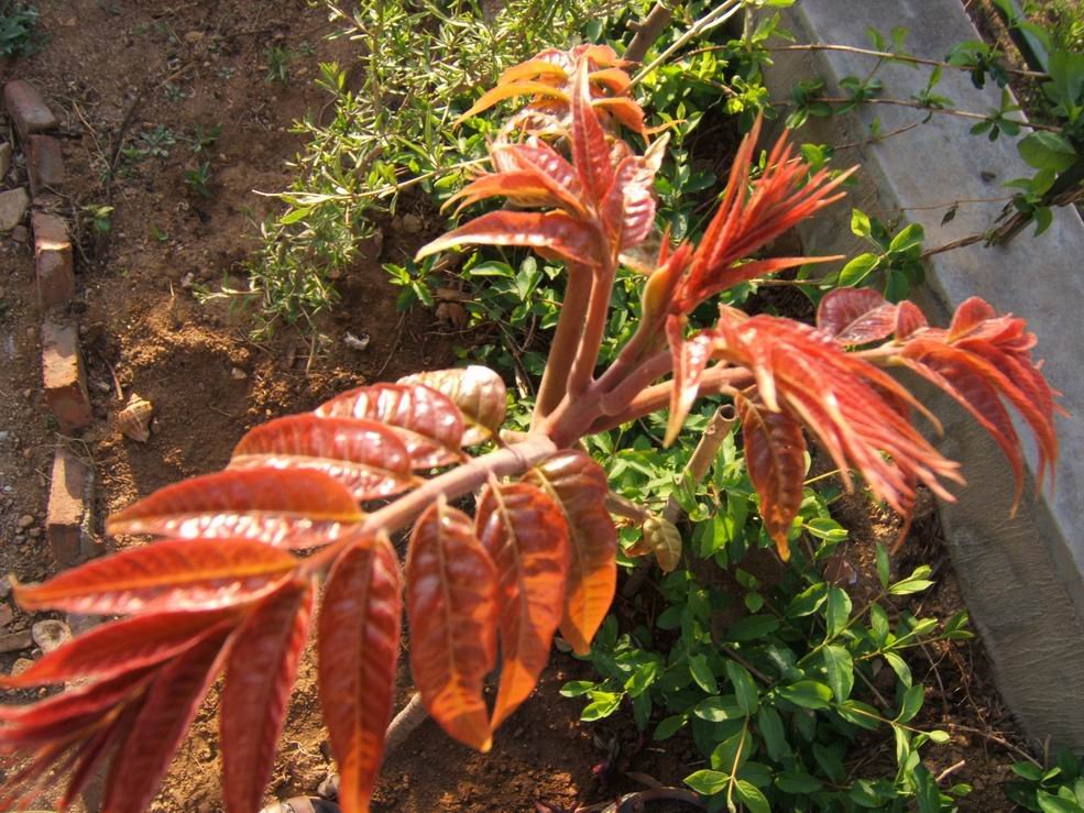 香椿树和臭椿树如何区别？