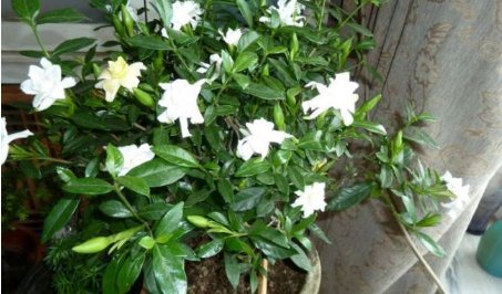 家里盆栽栀子花怎么养 ？