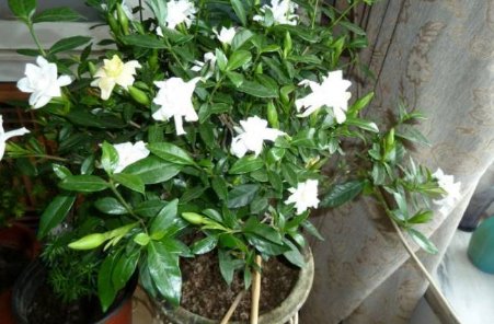 家里盆栽栀子花怎么养 ？