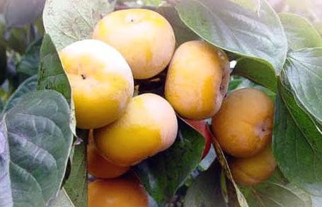 柿饼和柿柁的区别