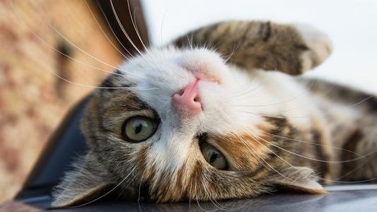 猫咪一直吐黄水怎么办