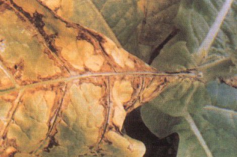 高中常见的DNA、RNA病毒分别有哪些？