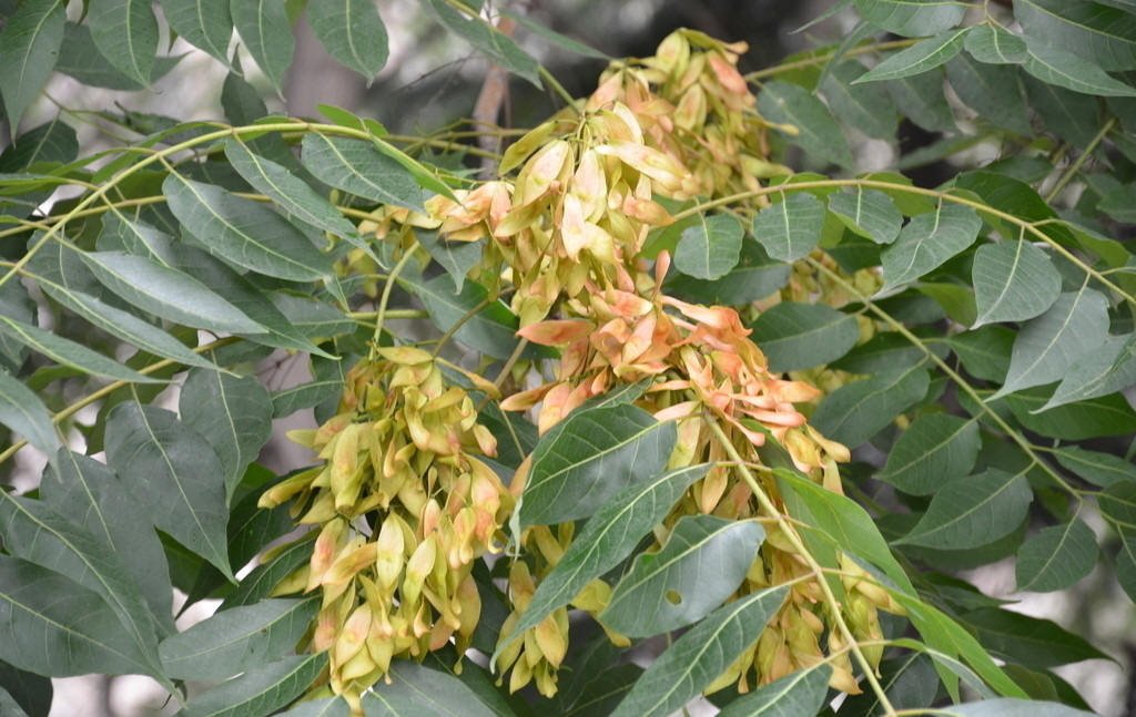 香椿树和臭椿树如何区别？