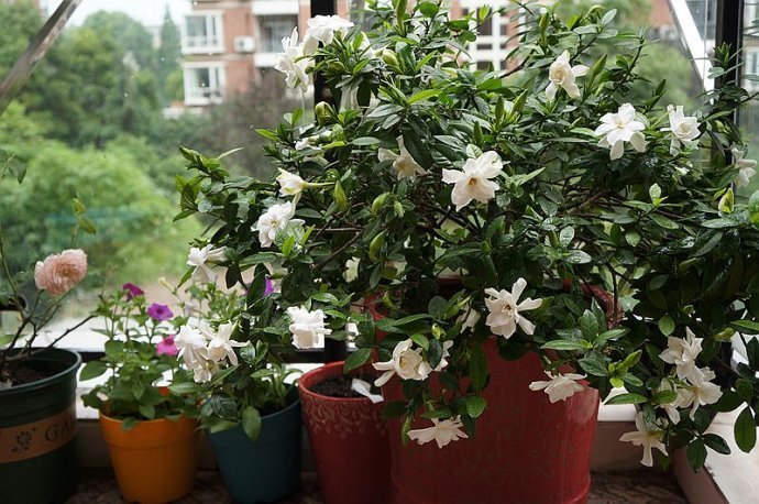 家里盆栽栀子花怎么养 ？