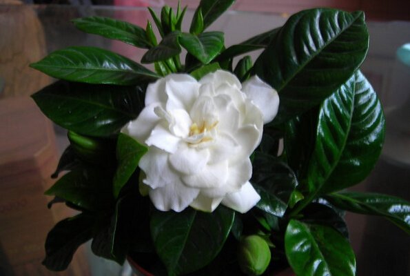 家里盆栽栀子花怎么养 ？