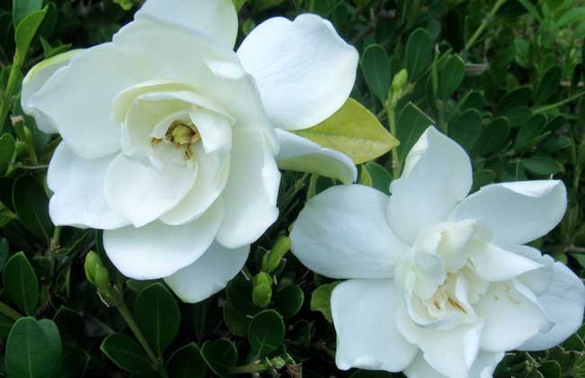 家里盆栽栀子花怎么养 ？