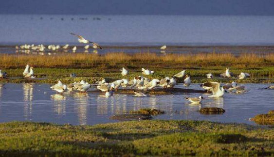 衡水湖的景点介绍