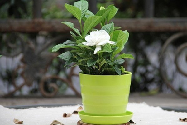 家里盆栽栀子花怎么养 ？