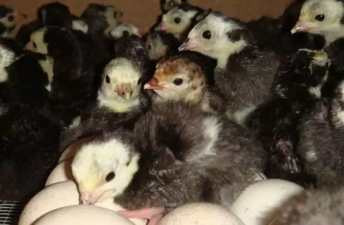 求购火鸡苗火鸡苗多少钱一只