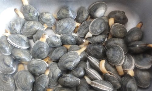 海鲜天鹅蛋怎么吃法？