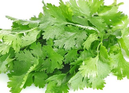 香菜煮水有什么功效