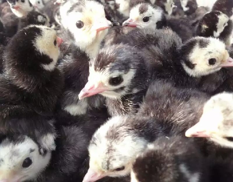 求购火鸡苗火鸡苗多少钱一只