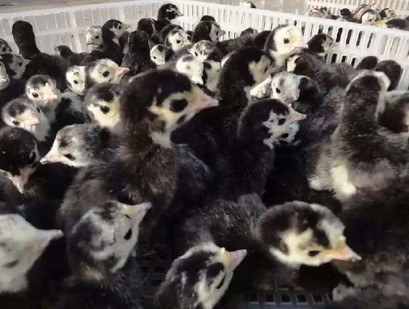 求购火鸡苗火鸡苗多少钱一只