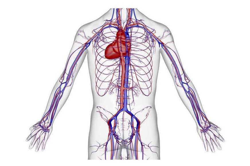 动脉在哪里啊？