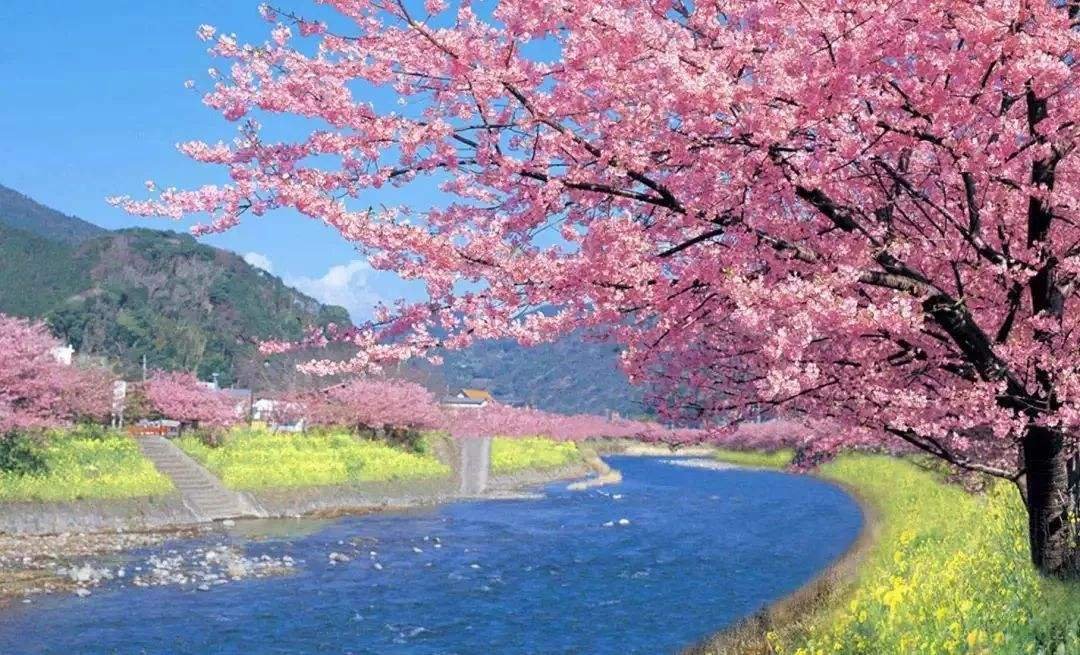 关于樱花的诗歌和名字