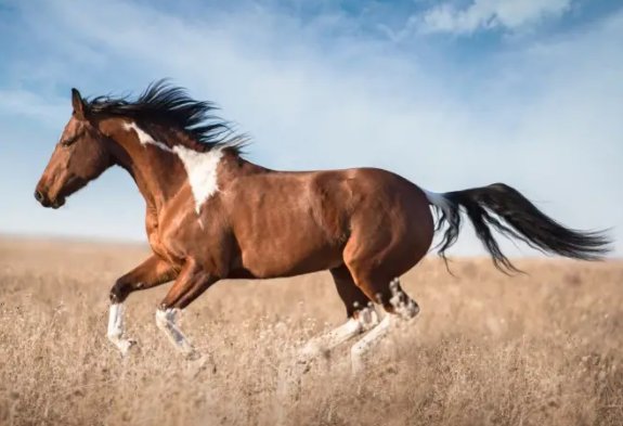 朝阳似火指什么生肖动物和动物