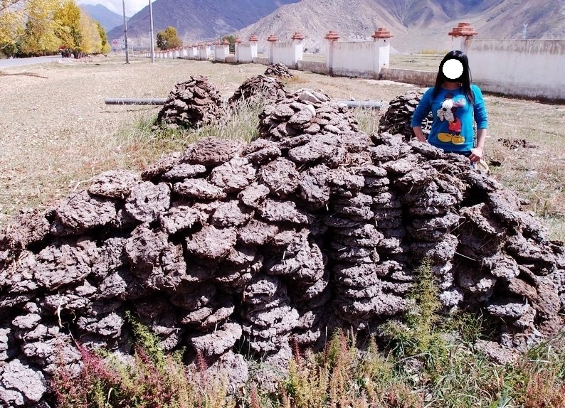 牛的屎是什么颜色的？