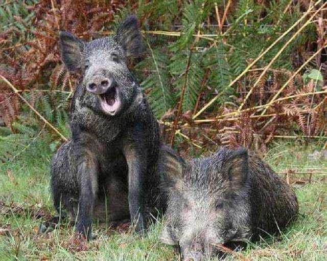贵州毕节一野猪闯进女装店，倒头就睡，当地野猪泛滥了吗？