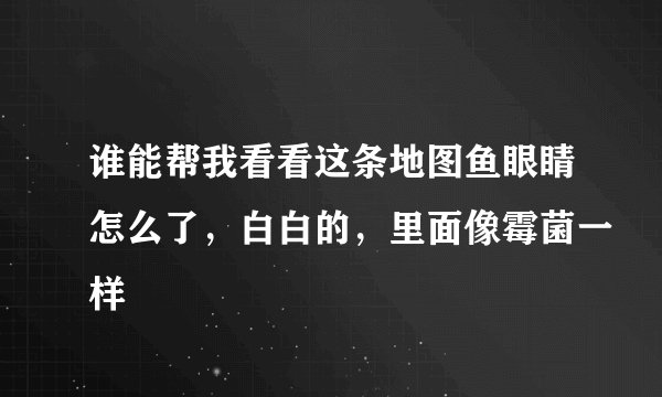 谁能帮我看看这条地图鱼眼睛怎么了，白白的，里面像霉菌一样