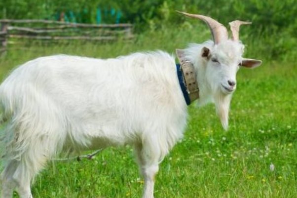 起居无时指什么肖