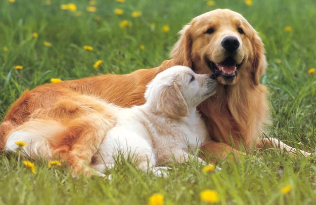 狗狗全身烫，有个硬的小疙瘩是怎么回事