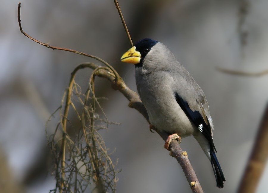 黑头噪鸦的栖息环境