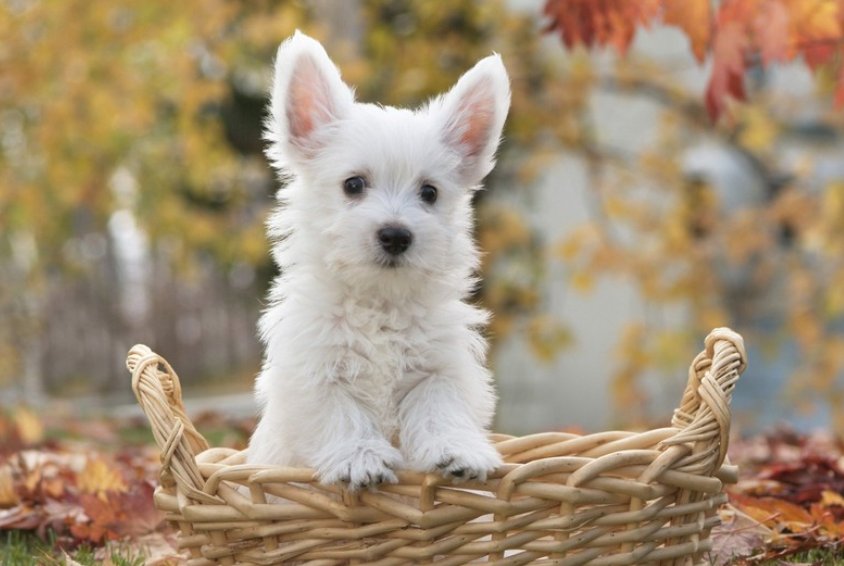 呼庚呼癸比喻什么生肖